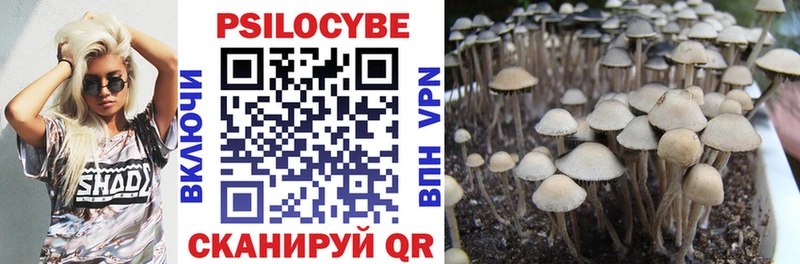 kraken рабочий сайт  Вихоревка  Псилоцибиновые грибы Psilocybe 